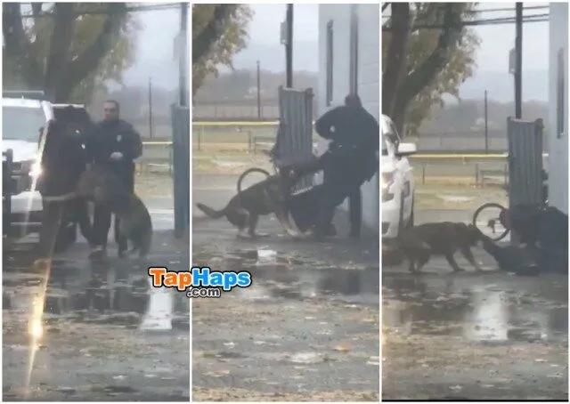 Officer Roman Scuadroni Guy Punches Police Officer Then Learns Hard Way That Cop Has K9 Partner