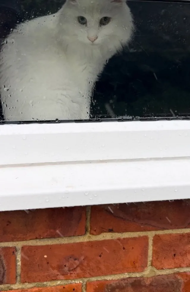 Catsos
