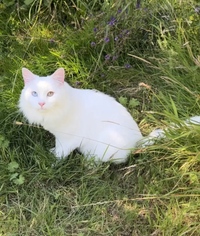 Catsos