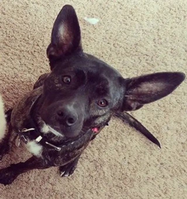 Laura Joos Upset When Stranger’s Kid Smacks Her Dog In Walmart