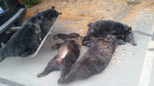 Officials Discover What Really Happened To Four Bears Found Dead At Church