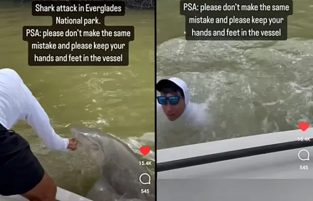 Everglades shark
