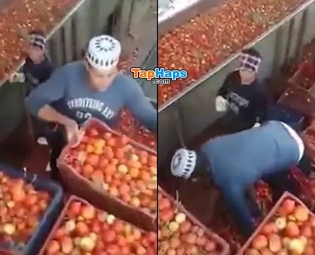 Heinz Egypt