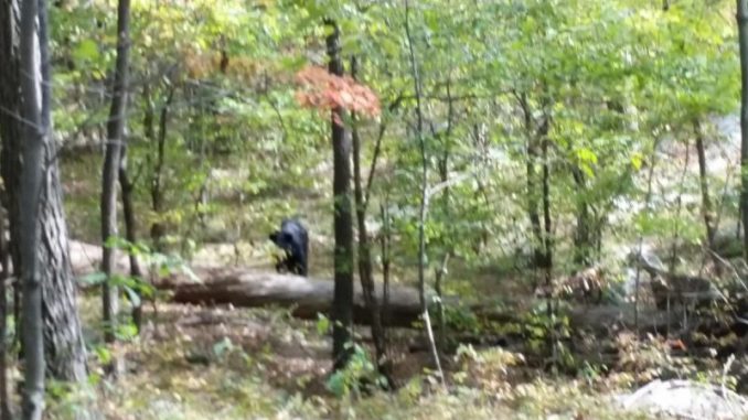 Darsh Patel Chilling Last Photos Capture Bear That Ended Up Killing Him