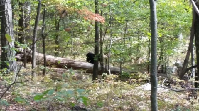 Darsh Patel Chilling Last Photos Capture Bear That Ended Up Killing Him