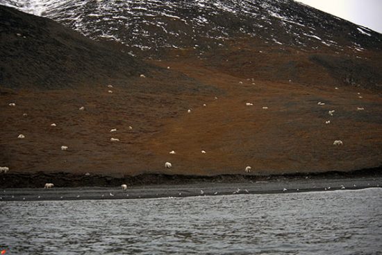 Wrangel Island