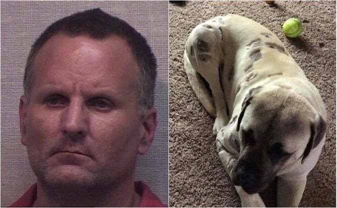 Hayden Howard Finds Dog Covered In Odd Marks From BB Gun
