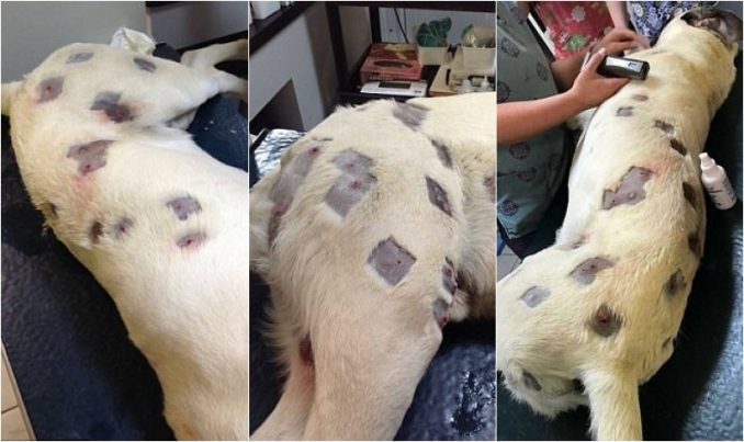 Hayden Howard Finds Dog Covered In Odd Marks From BB Gun