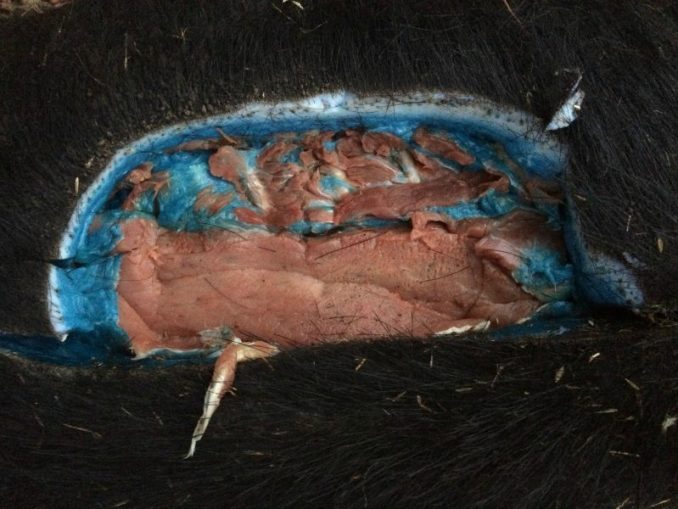 feral pig blue