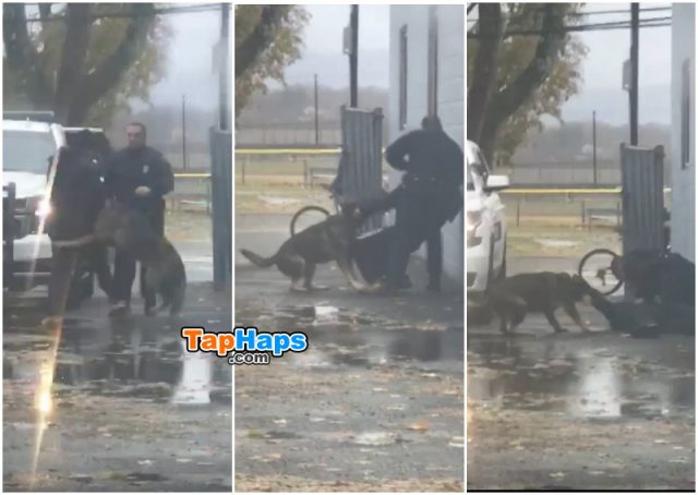 Officer Roman Scuadroni Guy Punches Police Officer Then Learns Hard Way That Cop Has K9 Partner