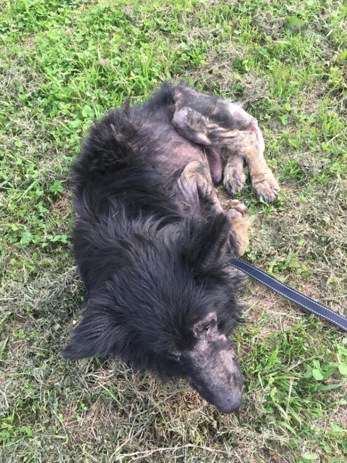 Werewolf Stood Along Road For Months, Stranger Realizes The Truth